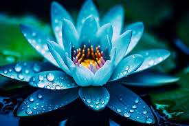 blue water lilies images browse 60
