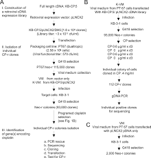 Identification By Functional Cloning From A Retroviral Cdna