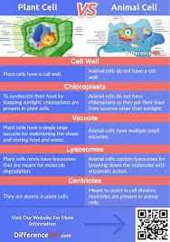 Maybe you would like to learn more about one of these? Plant Cell Vs Animal Cell 5 Key Differences Difference 101