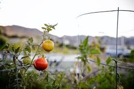 wasatch community gardens paonia