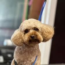 best poodle grooming in fort worth