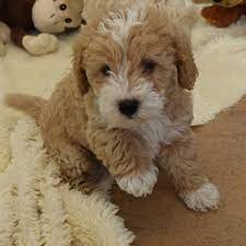 becca toy labradoodle puppies