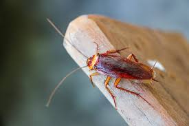 here s what really kills roaches