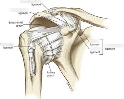 Tests you can do yourself.,shifting focus (part 1) | china quad diaries,soft tissues of the shoulder. Shoulder Ligaments Chart Diagram Quizlet