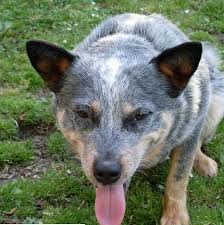 A Guide To Australian Cattle Dog Coat Colors Pethelpful