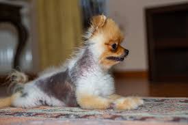 alopecia in dogs causes signs