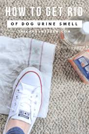 old dog urine smell out of carpet