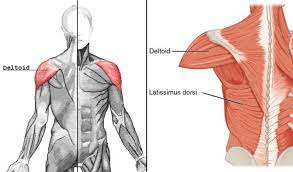 the at home shoulder workout you can do