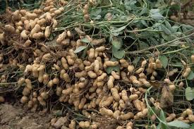peanut tree cultivation for business