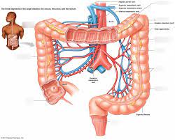 large intestine anatomy diagram quizlet