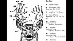 Deer Antler Scoring Day March 16 At The Elks Lodge The