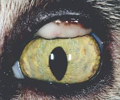 conjunctivitis in dogs and cats