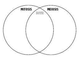 Mitosis Vs Meiosis Venn Diagram By Mallory Welch Tpt