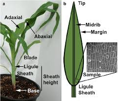 representative exle of a maize plant