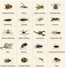 Insect Identification From Photo Best Image Home In The Word