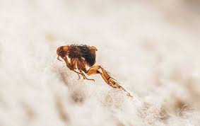 flea infestations in washington d c
