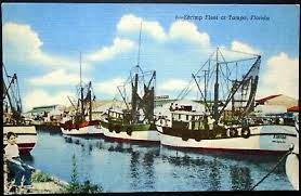 1954 view of the tampa shrimp fleet at