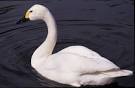 bewick's swan