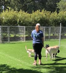 Dogs over 25 pounds will enjoy 5200 sq. Yawn Is It Monday Already Our Guests Seem To Have Just As Much Energy During The Week As On The Weekend Pet Boarding Cat Boarding Pet Resort