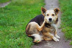 soothe a scratching dog