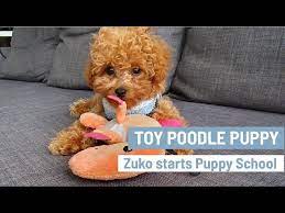 cutest toy poodle puppy zuko starts