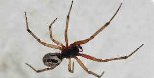 false widow spiders