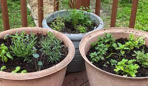 Growing Herbs In Containers Themes For