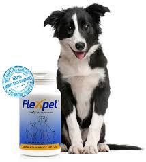 Aspirin For Dogs Important Dosage And Safety Information