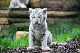 baby white tiger images free