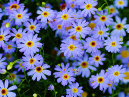 marguerite daisy plants blue flowers