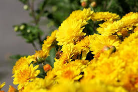 Chrysanthemums (mums) are one of the most popular fall garden flowers. Chrysanthemums When To Plant Mums Overwintering The Old Farmer S Almanac