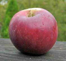 King David ** - Adam's Apples
