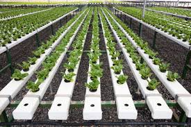 Fertilizer management for greenhouse vegetables—florida greenhouse vegetable production handbook, vol 31. Vegetables Growing In Greenhouse Zef15219 Zerocreatives Westend61