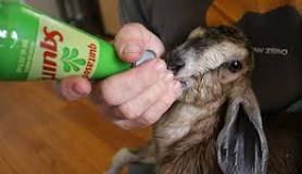 What kind of milk can I give a baby goat?