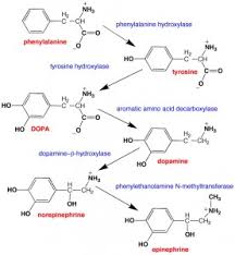Dopaminergic Pathway