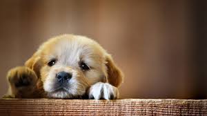 cute dog wallpapers 61 images inside