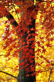 Read our in depth guide on choosing the best soil for herbs. Japanese Maple Planting Pruning And Advice On Caring For It