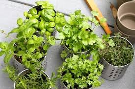 How To Grow A Space Saving Herb Garden