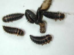 indoor worms insect id