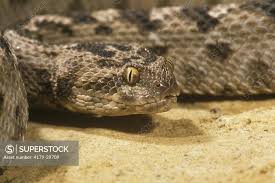 carpet viper or saw scaled echis