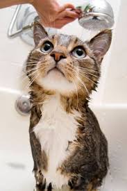 bathe your cat