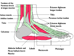 Most Of The Muscles That Control The Foot Have Tendon