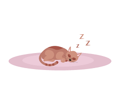 carpet sleeping cat ilration