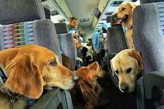 can-medium-sized-dogs-fly-in-cabin