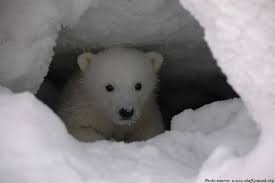 Polar Bear Cub Polar Bear Cub Description Size Weight