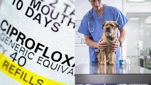 Ciprofloxacin For Dogs Uses Dosage And Side Effects Dogtime