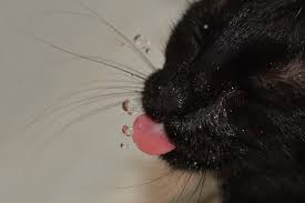 your cat to drink more water