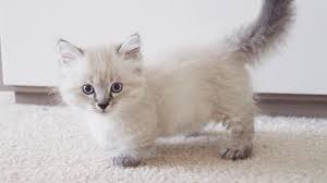 Join millions of people using oodle to find kittens for adoption, cat and kitten listings, and other pets adoption. Munchkin Cat Price Personality Lifespan
