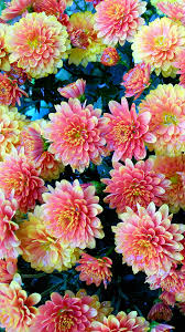 flower patch hd wallpaper for android