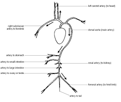 Blood vessel flow chart study guide by akam525 includes 5 questions covering vocabulary, terms and more. Anatomy And Physiology Of Animals Cardiovascular System Blood Circulation Wikibooks Open Books For An Open World